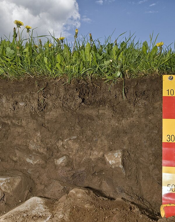 Bodenprofil Braunerde