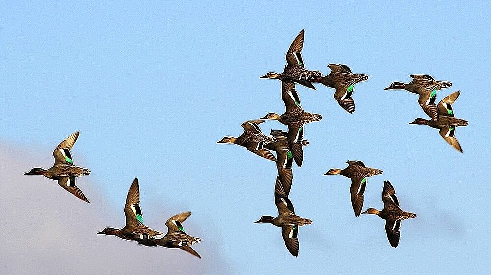 13 fliegende Krickenten.