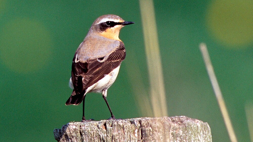 Ein Steinschmätzer sitzt auf einem Holzpfahl.