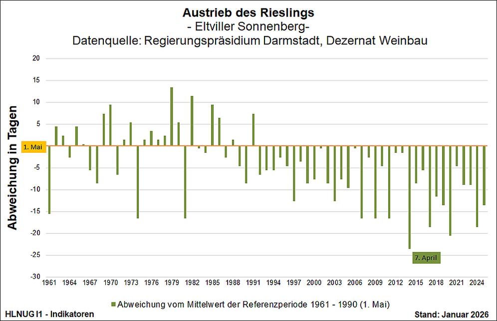 Austrieb des Rieslings
