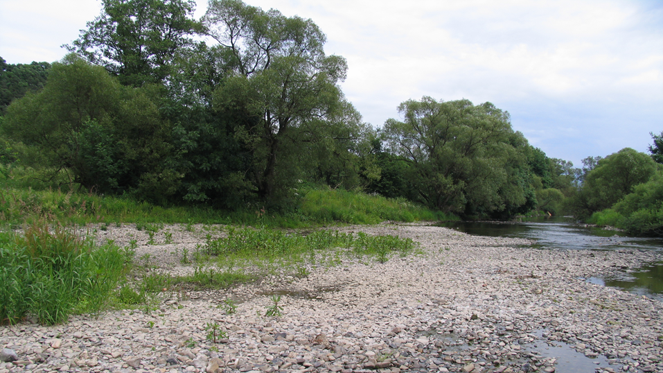 Das Vogelschutzgebiet Ederaue mit Blick auf eine Kiesbank am Rande eines Fliesgewässers.