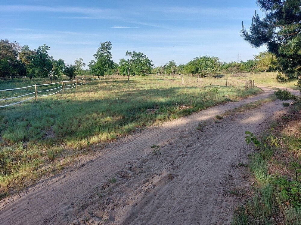 Das Vogelschutzgebiet Streuobst-Trockenwiesen bei Nauheim mit Blick auf einen Sandweg und magerer Vegetation und einer Streuobstwiese. 