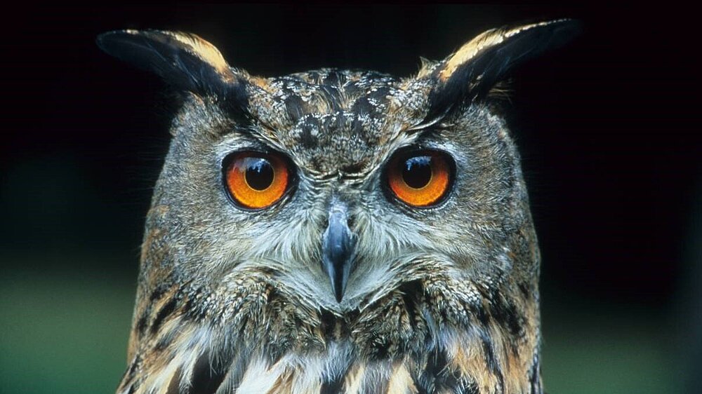 Frontalaufnahme eines Uhus.