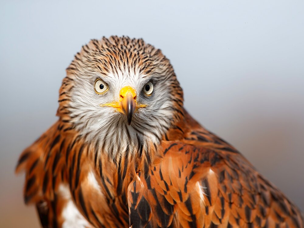 Frontalaufnahme eines Rotmilans