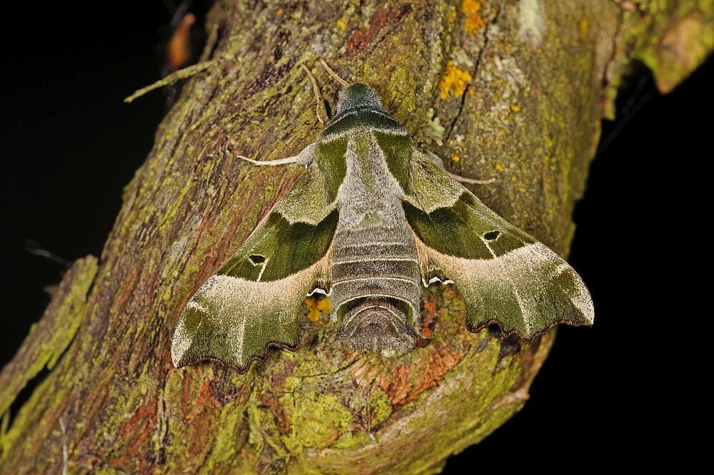 Nachtkerzenschwärmer