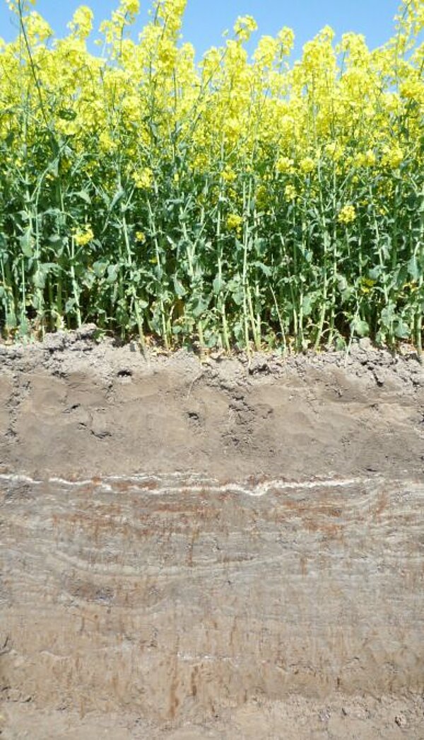 Bodenprofil Kalkmarsch