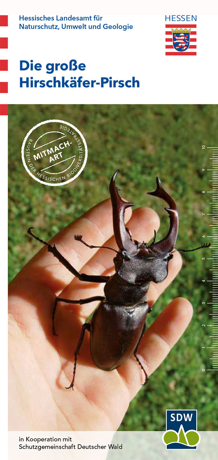 Titelseite des Flyers Die große Hirschkäfer-Pirsch