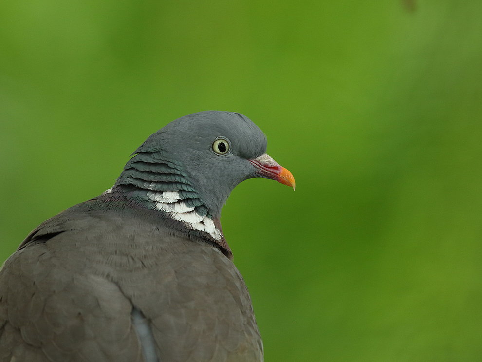 Seitliches Porträt einer Ringeltaube 