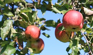 Apfel_Rot_Geske2010.jpg