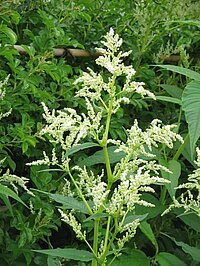 Persicaria_wallichii02.jpg