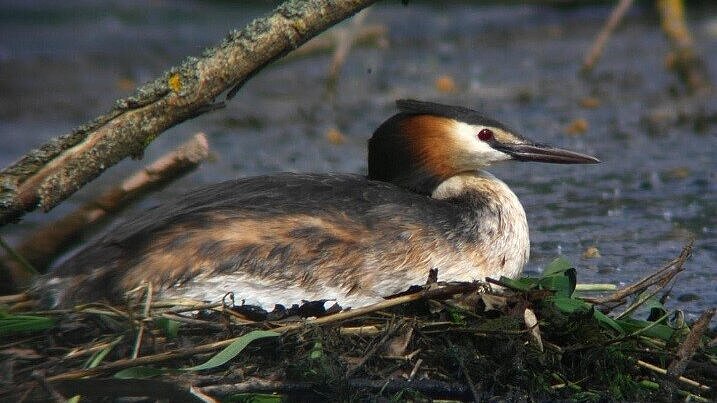 Ein Haubentaucher sitzt auf seinem Nest in einem Gewässer.
