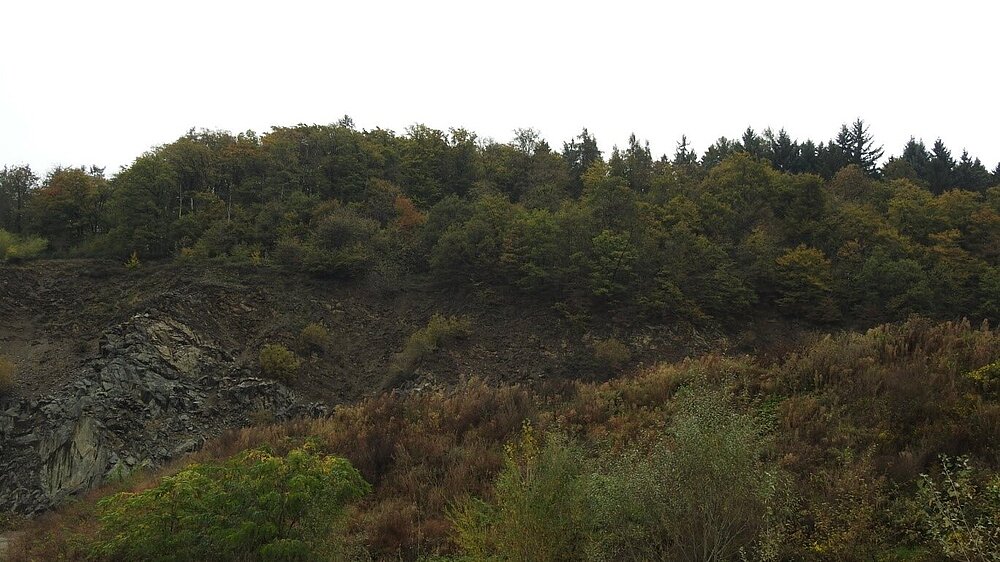 Das Vogelschutzgebiet Felswände des Vorderen Odenwaldes mit Blick auf eine bewachsene Steilwand.