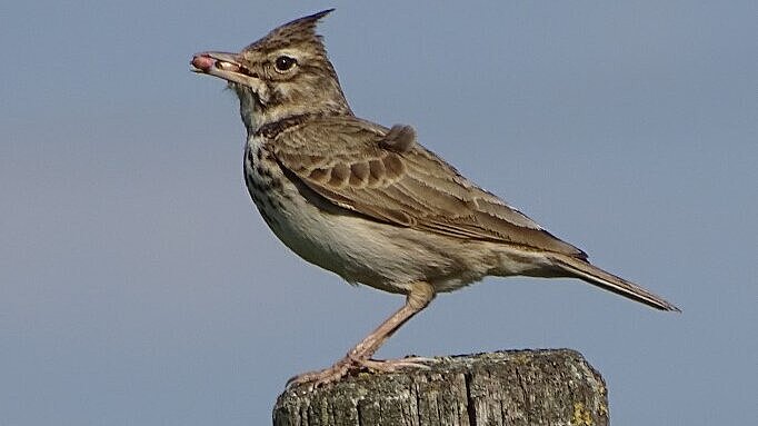 Eine Haubenlerche steht auf einem Holzpfahl mit Futter im Schnabel.