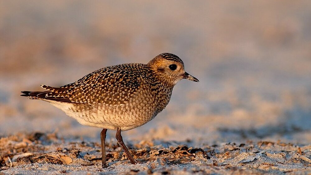 Ein Goldregenpfeifer in der Abenddämmerung.