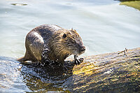 Fotolia_Nutria_26max.jpg