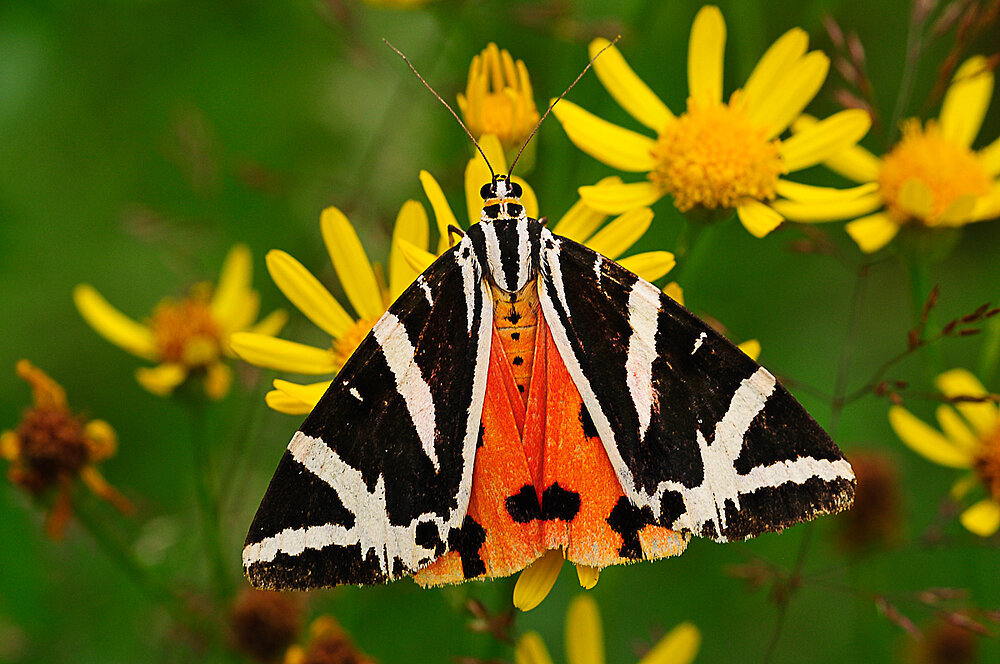 Spanische Flagge (Euplagia quadripunctaria)