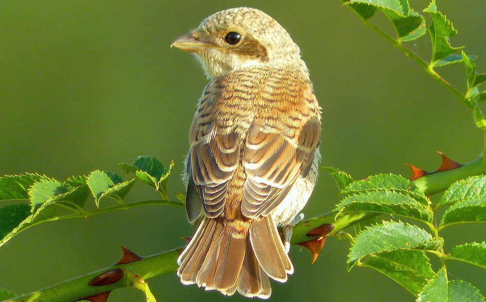 Junger Neuntöter sitzt auf einem dornigen Ast.