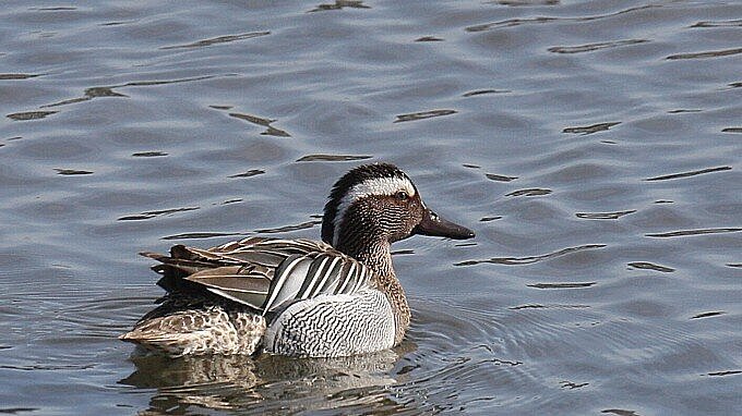 Eine schwimmende Knäkente.