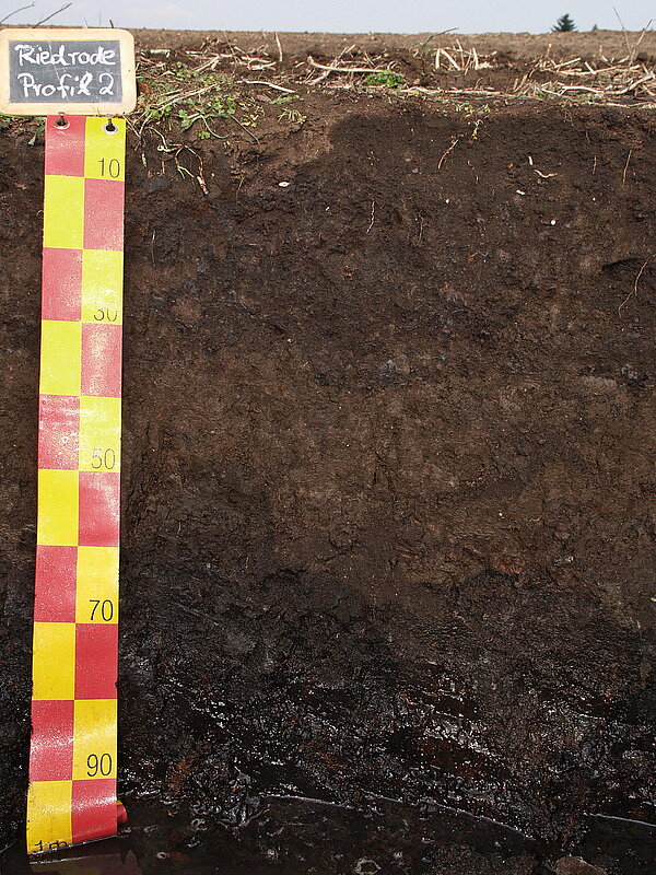 Bodenprofil Niedermoor