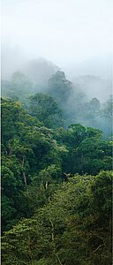 Regenwald im Hochland von Kamerun