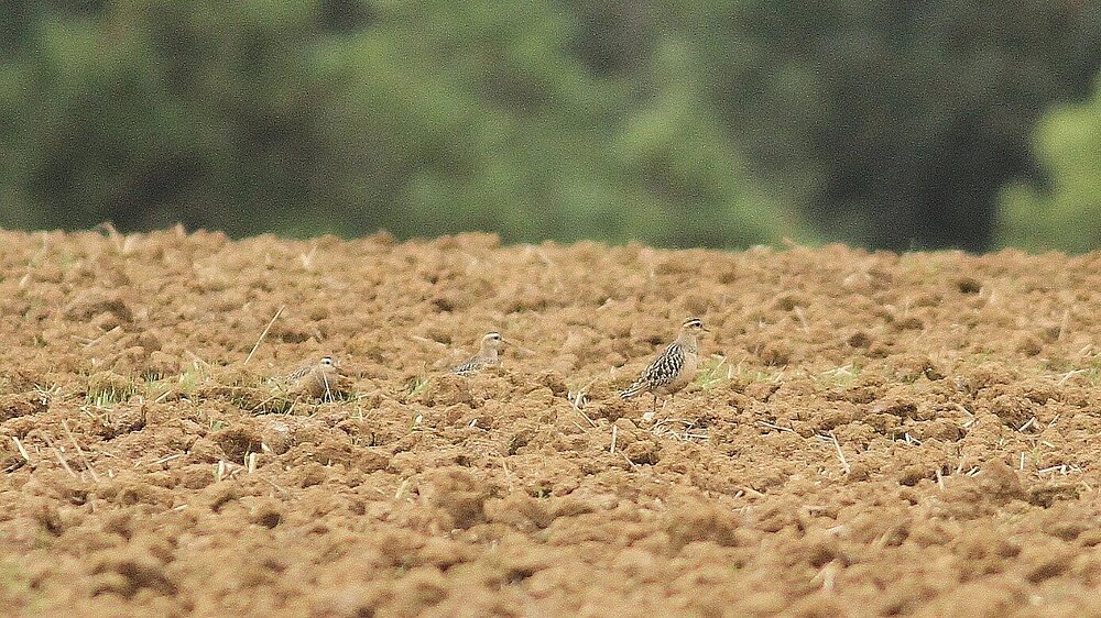 Drei Mornellregenpfeifer sitzen auf einem Acker.