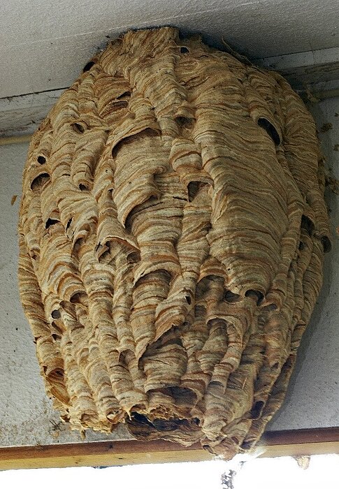 Nest der Europäischen Hornisse