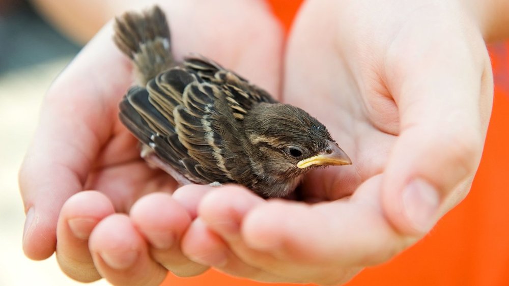 Ein Jungvogel wird in zwei Händen gehalten.