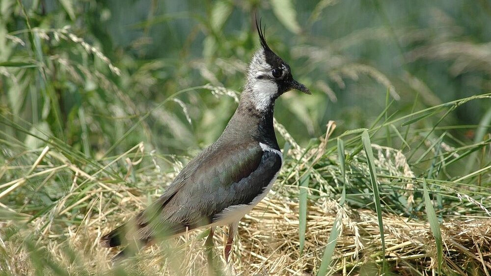 Ein Kiebitz steht auf einer Wiese und ist sehr aufmerksam.