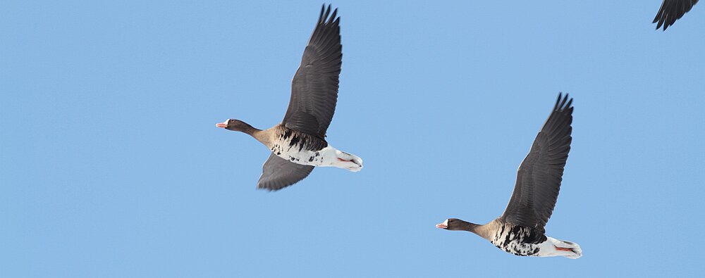 Blässgänse im Flug von links nach rechts.