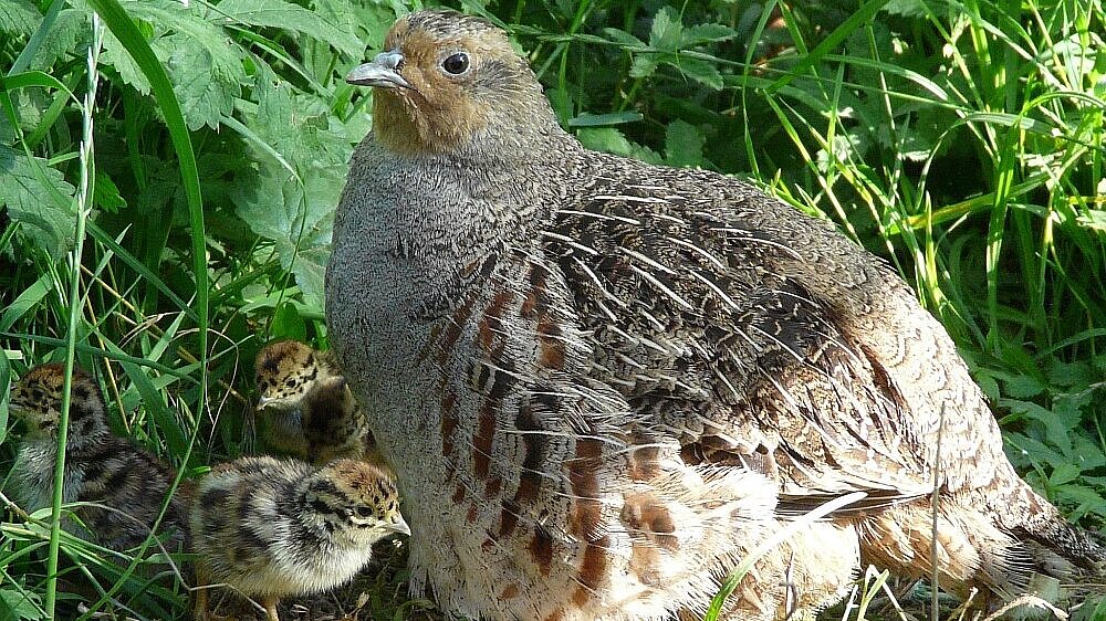 Rebhuhn sitzt auf Boden mit zwei Kücken.
