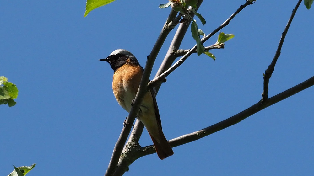 Ein Gartenrotschwanz sitzt auf einem Ast.