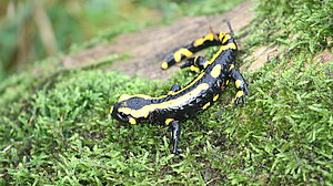 Feuersalamander1_Geske2015.JPG