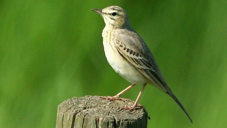 Ein Brachpieper steht auf einem Holzpfahl.