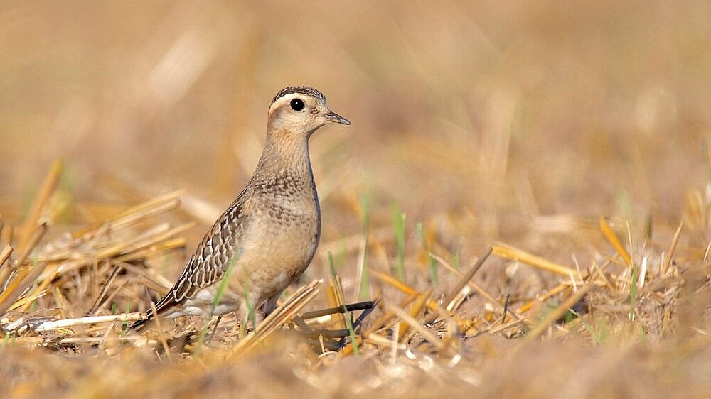 Ein Mornellregenpfeifer auf einem Stoppelacker.