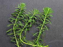 Myriophyllum_aquaticum_P1000335.JPG