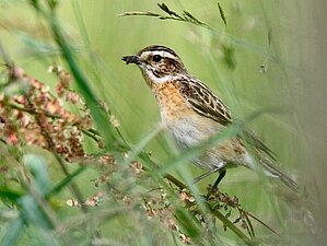 Braunkehlchen mit Futter im Schnabel in der Vegetation sitzend.