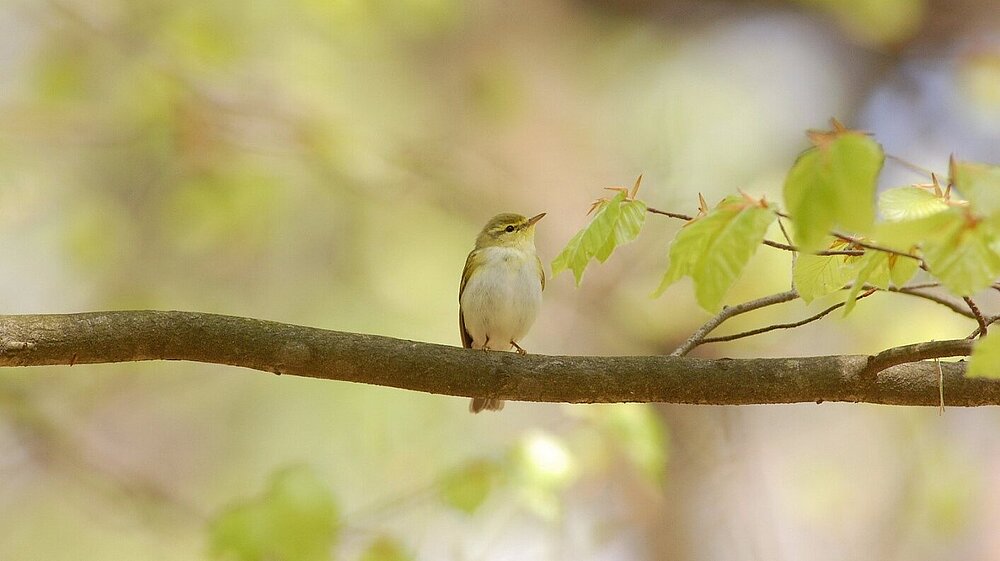Ein Waldlaubsänger auf einem Ast.
