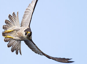 Wanderfalke im Flug
