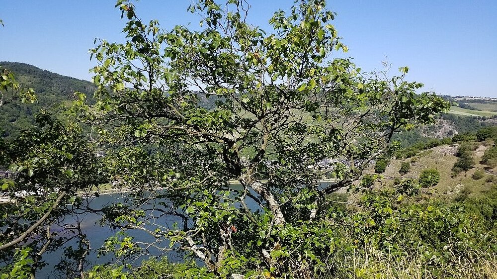 Das Vogelschutzgebiet Weinberg zwischen Rüdesheim und Lorchhausen mit Blick auf ein Gehölz, im Hintergrund steile Hänge mit dem Verlauf des Rheins. 