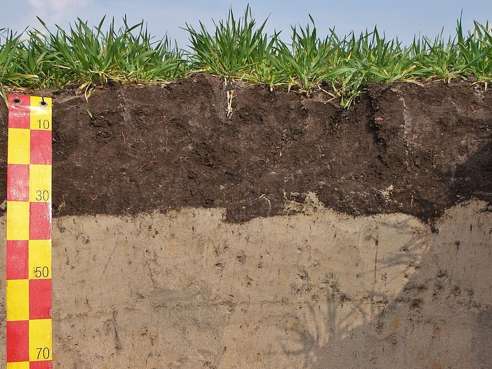 Pararendzina aus Flusssand mit hohem Humusgehalt im Pflughorizont (Bürstadt-Riedrode)