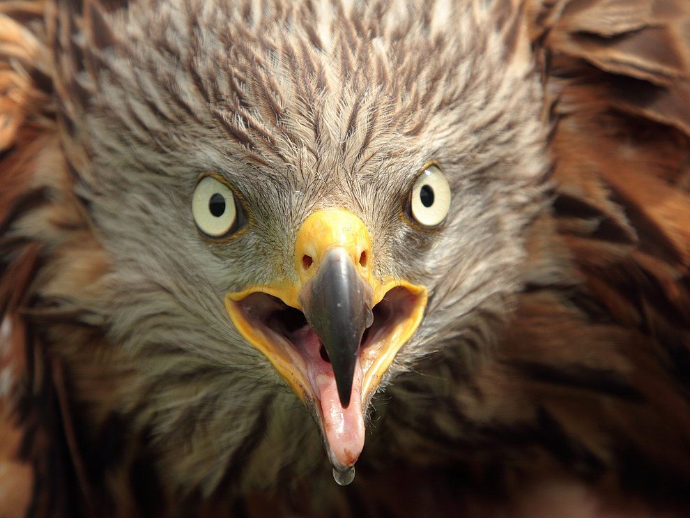 Frontalaufnahme eines Rotmilans mit geöffnetem Schnabel