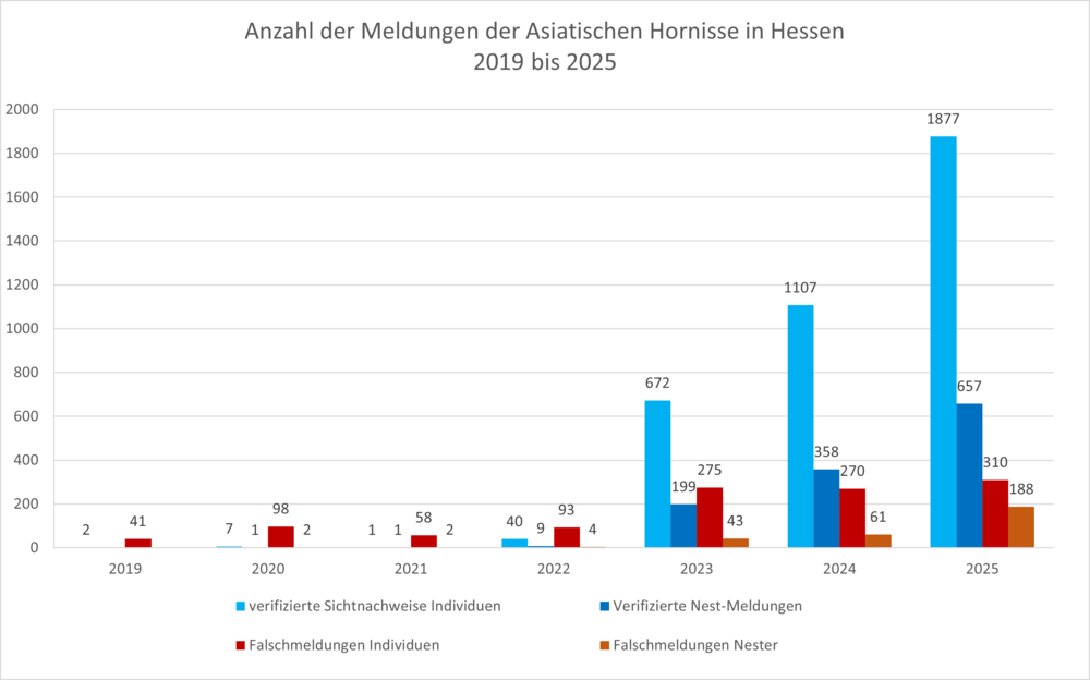 Anzahl_Meldungen_AsiatischeHornisse_2025.png