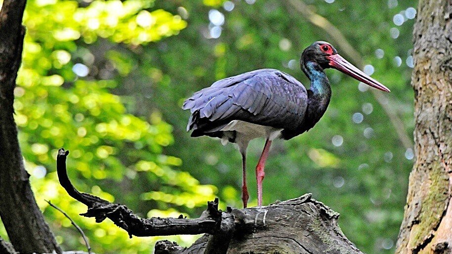 Ein Schwarzstorch steht auf einem Ast.