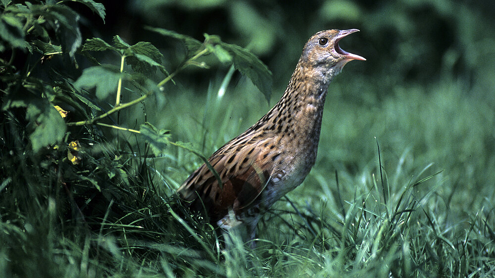 Wachtelkönig im hohen Gras, rufend.