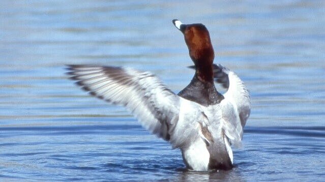 Eine Tafelente flattert mit den Flügeln auf dem Wasser.