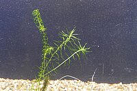 Elodea_nuttallii_LarsMoeller.JPG