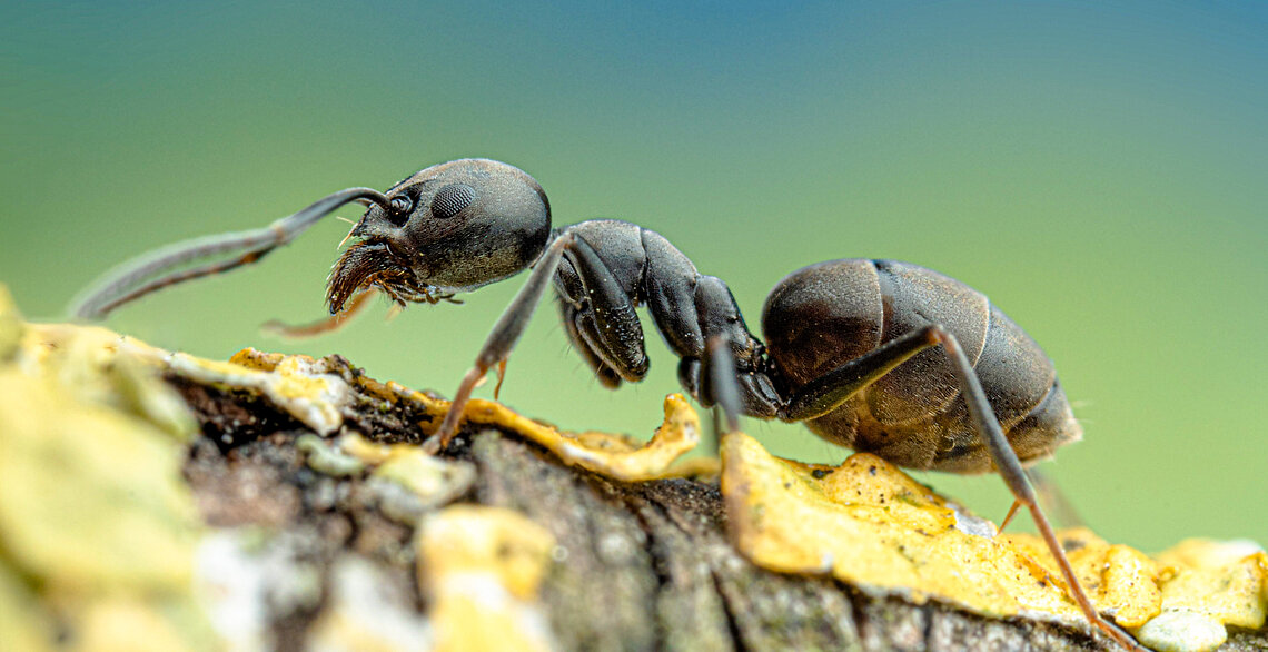 Nahaufnahme einer einzelnen Großen Drüsenameise