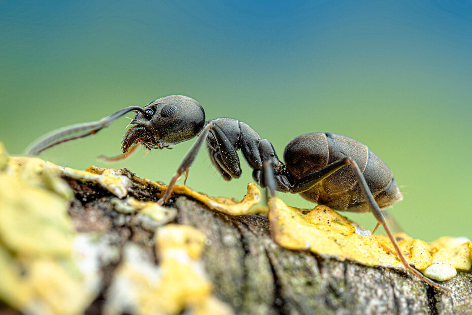 Nahaufnahme einer einzelnen Großen Drüsenameise