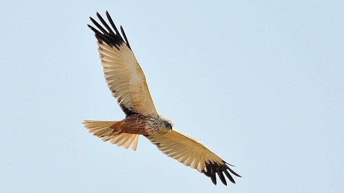 Fliegende Rohrweihe mit weit ausgestreckten Flüglen.