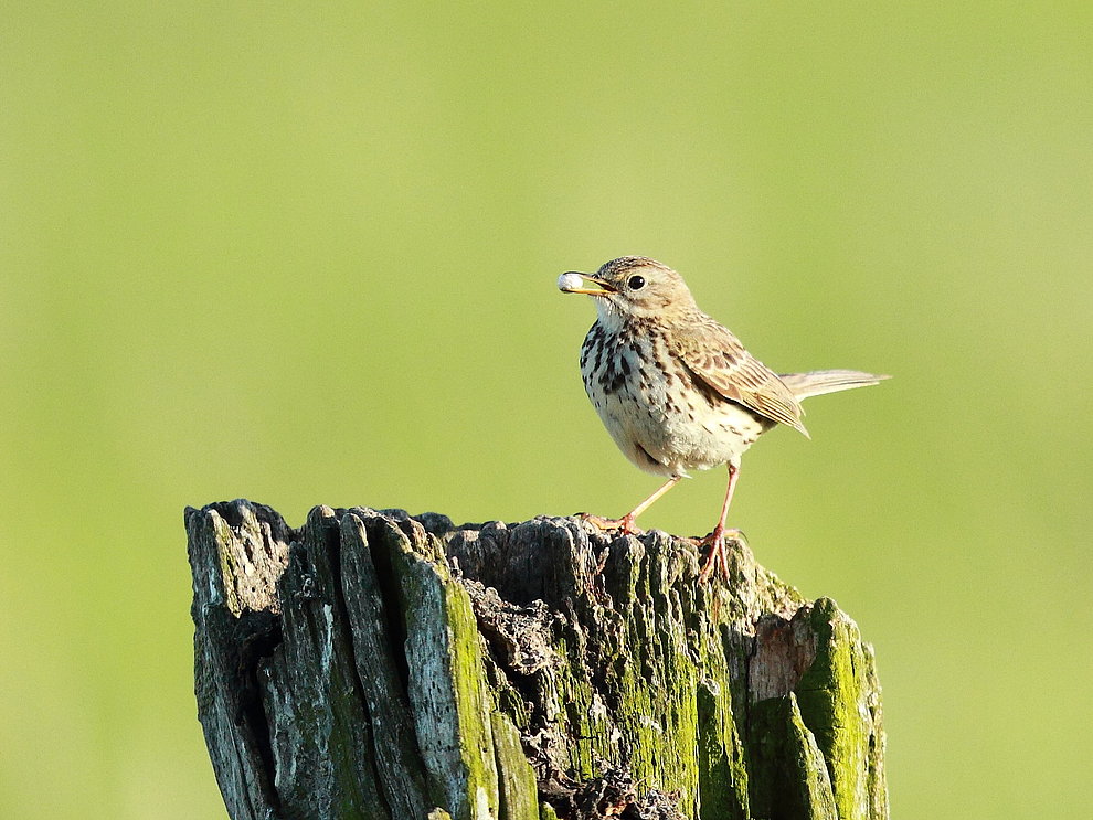 Wiesenpieper steht auf Holzpfahl mit Futter im Schnabel